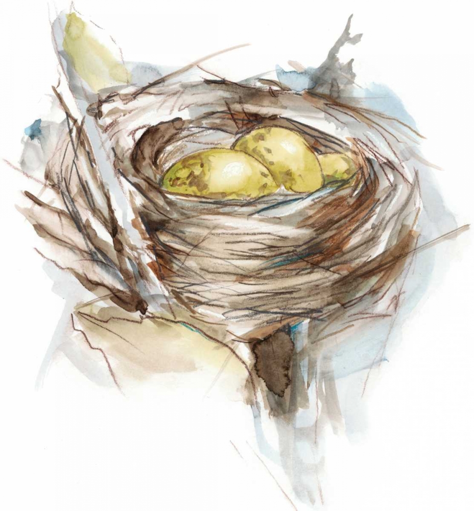 Bird Nest Study III