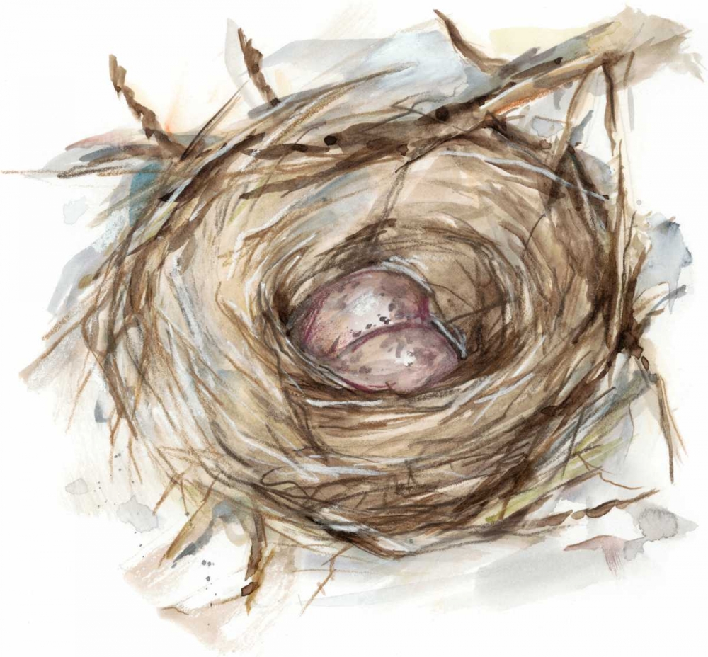 Bird Nest Study IV