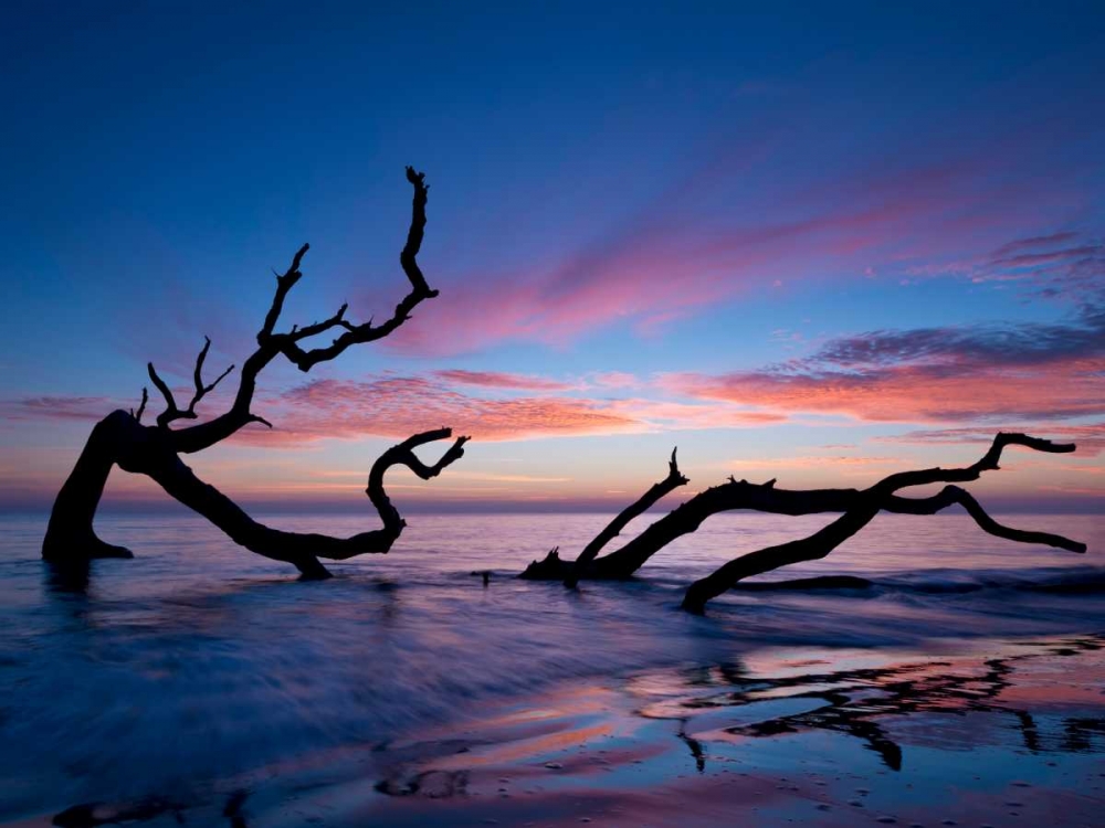 Driftwood Beach