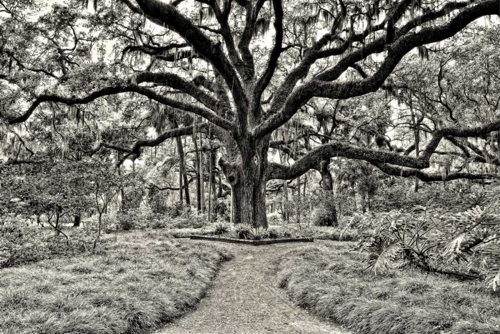 Florida Tree