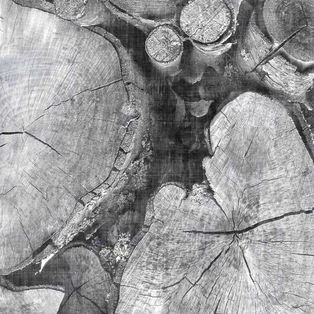 Logging Light I