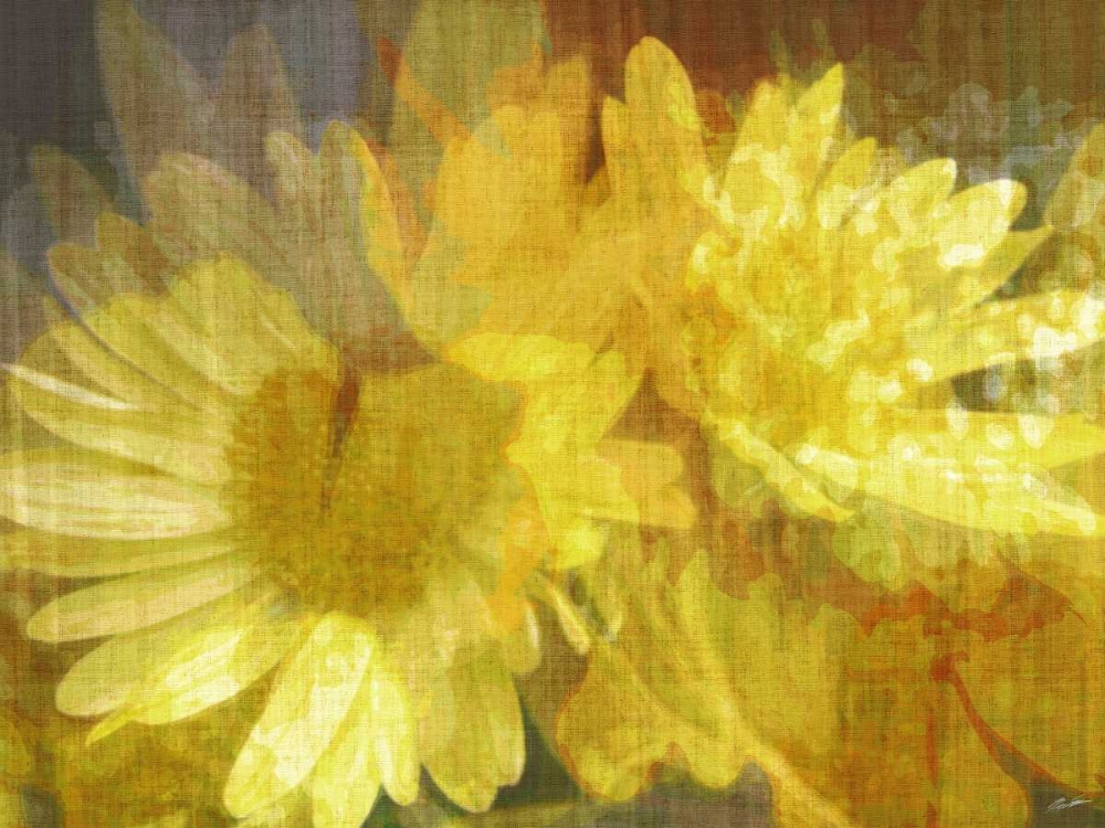 Daisy Daisy II
