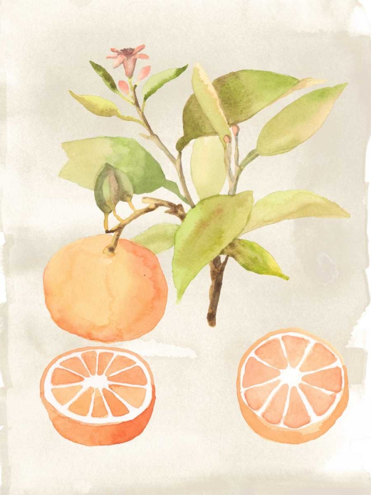 Watercolor Fruit V