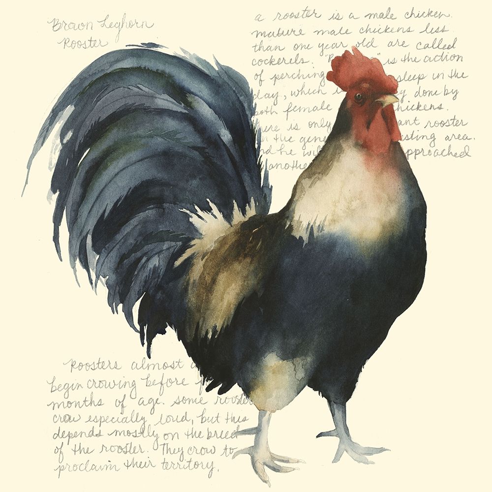 Custom Roosters Crow I (ASH)