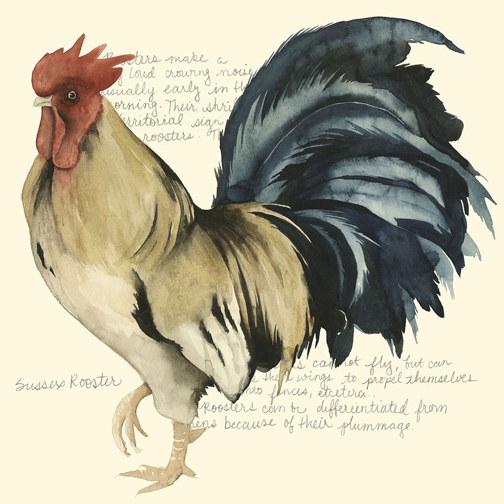Custom Roosters Crow II (ASH)