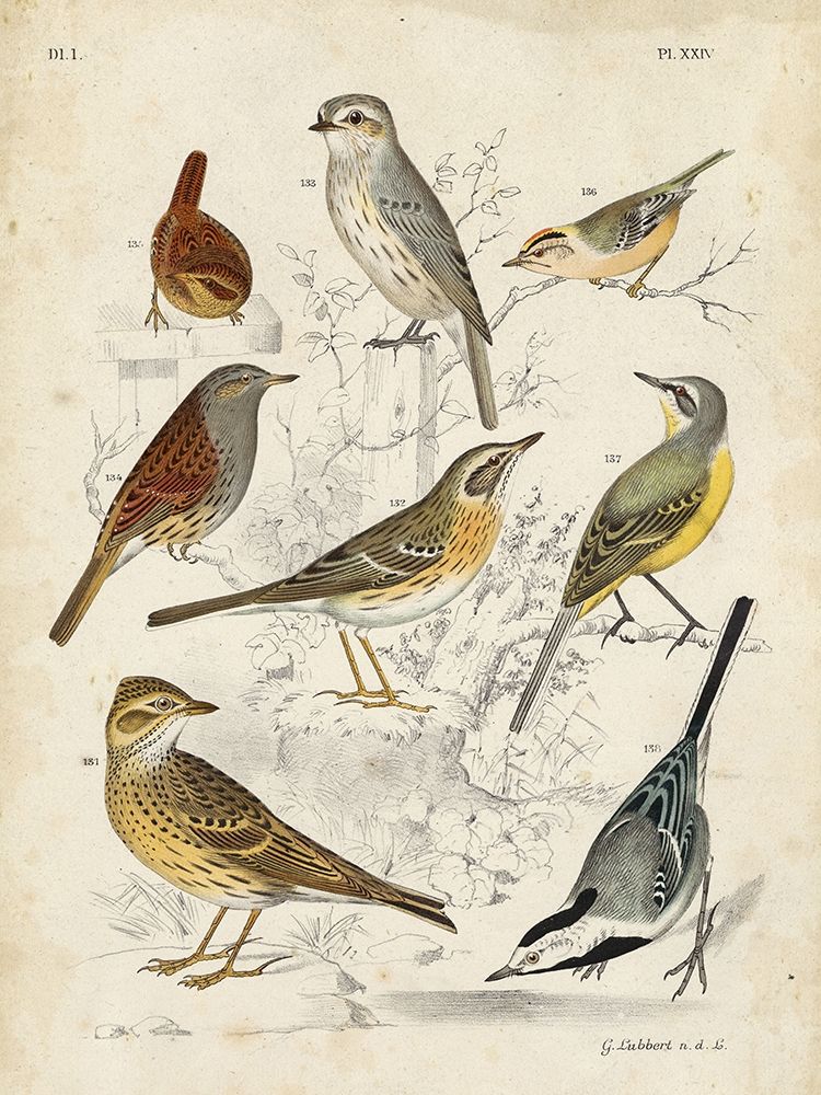 Custom Gathering of Birds I (ASH)