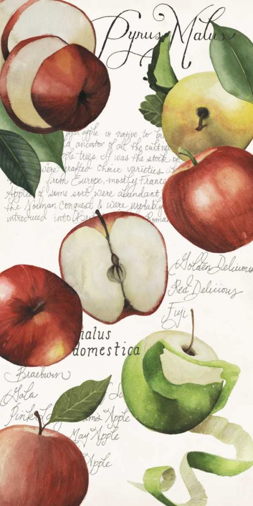 Pyrus Study II