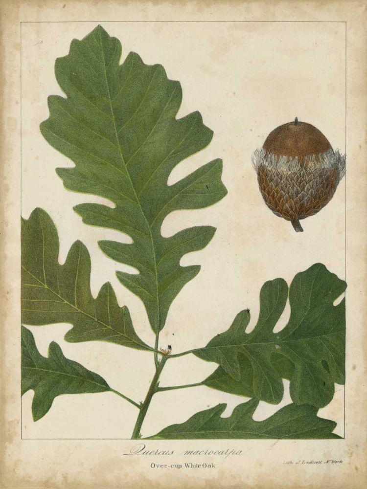 Oak Leaves and Acorns III
