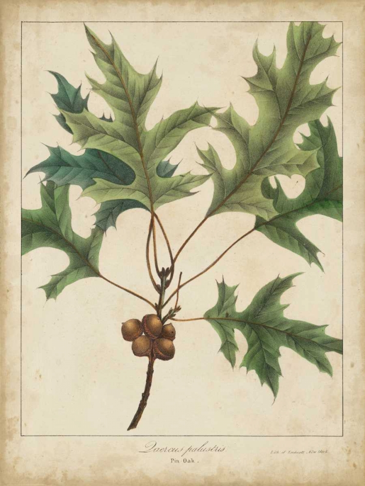 Oak Leaves and Acorns IV
