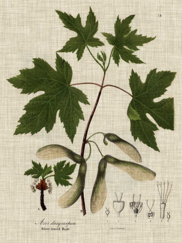 Linen and Leaves II