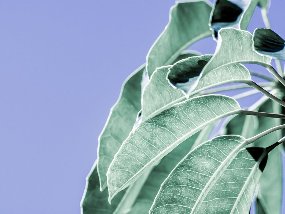 Clear Leaves on Blue I
