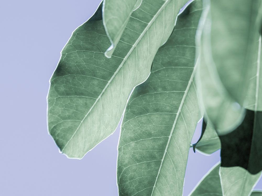 Clear Leaves on Blue II