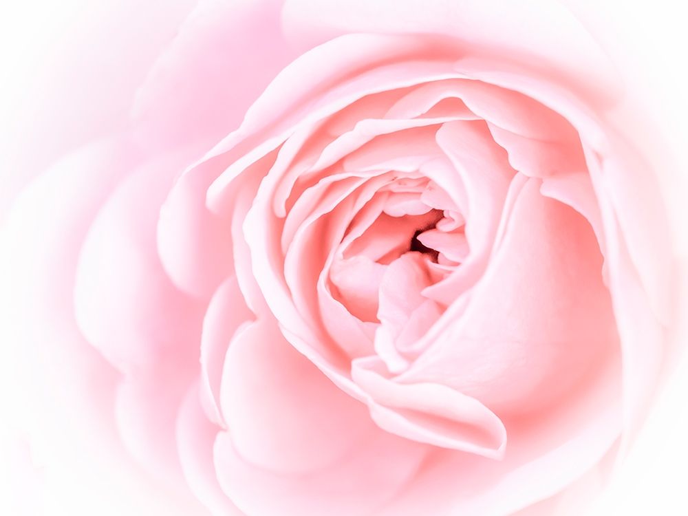 Pretty Pink Blooms I