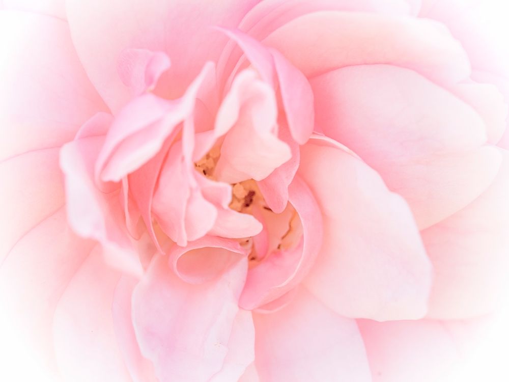 Pretty Pink Blooms III