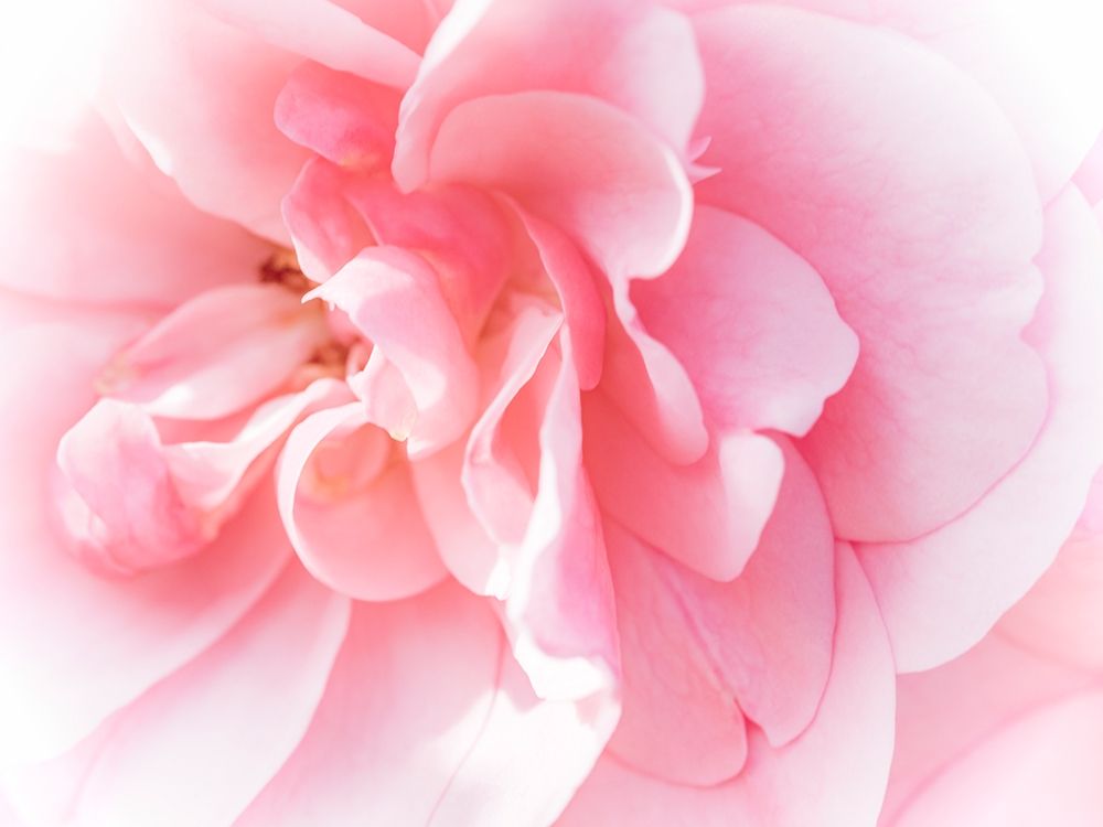 Pretty Pink Blooms IV