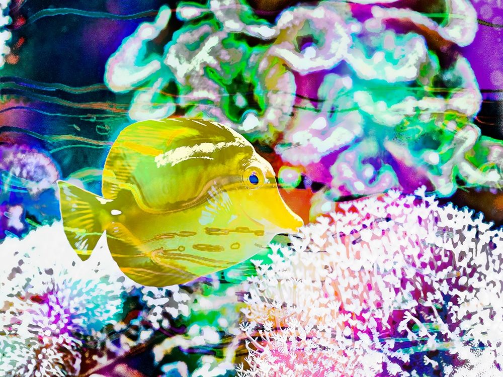 Vibrant Reef II
