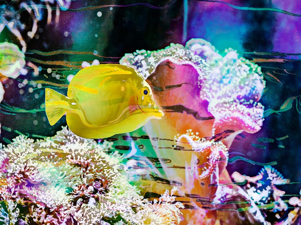 Vibrant Reef IV