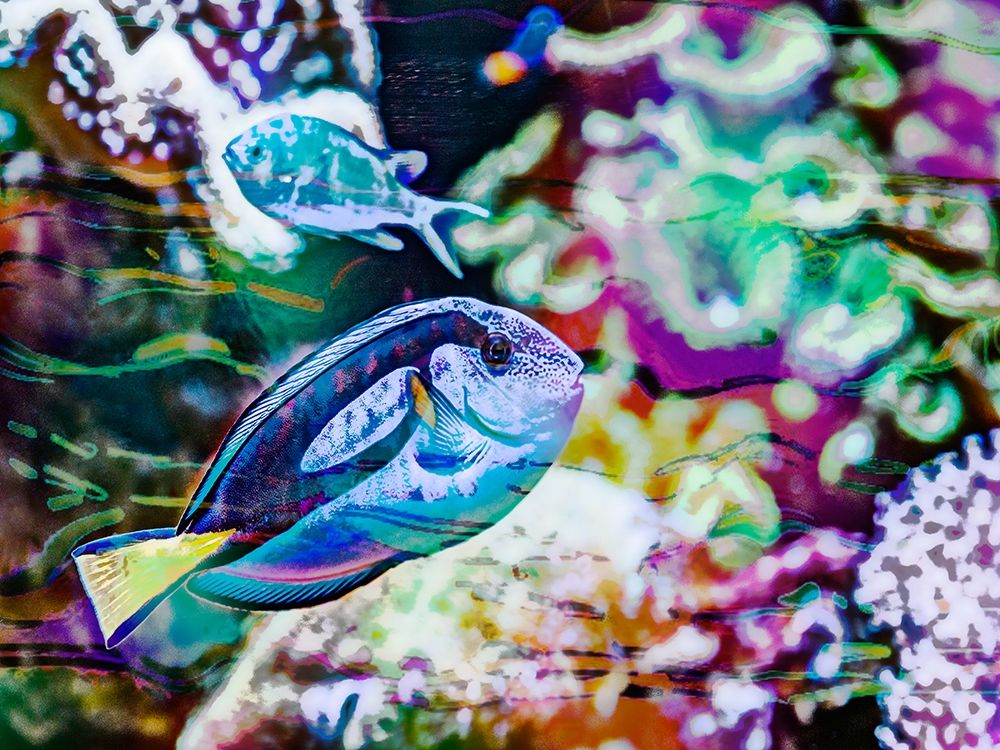 Vibrant Reef V