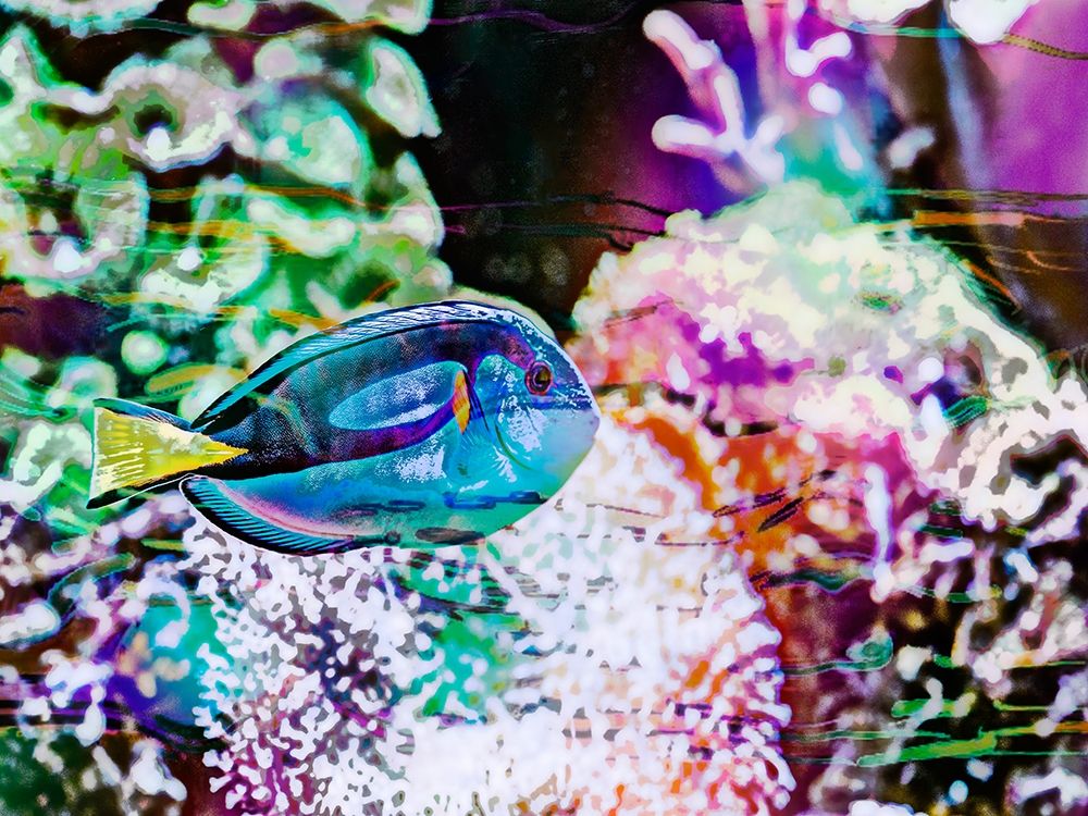 Vibrant Reef VI