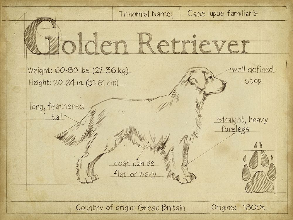 Antique Golden Retriever (ASH)