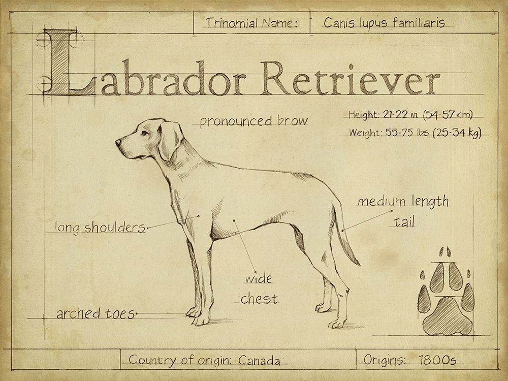 Antique Labrador Retriever (ASH)