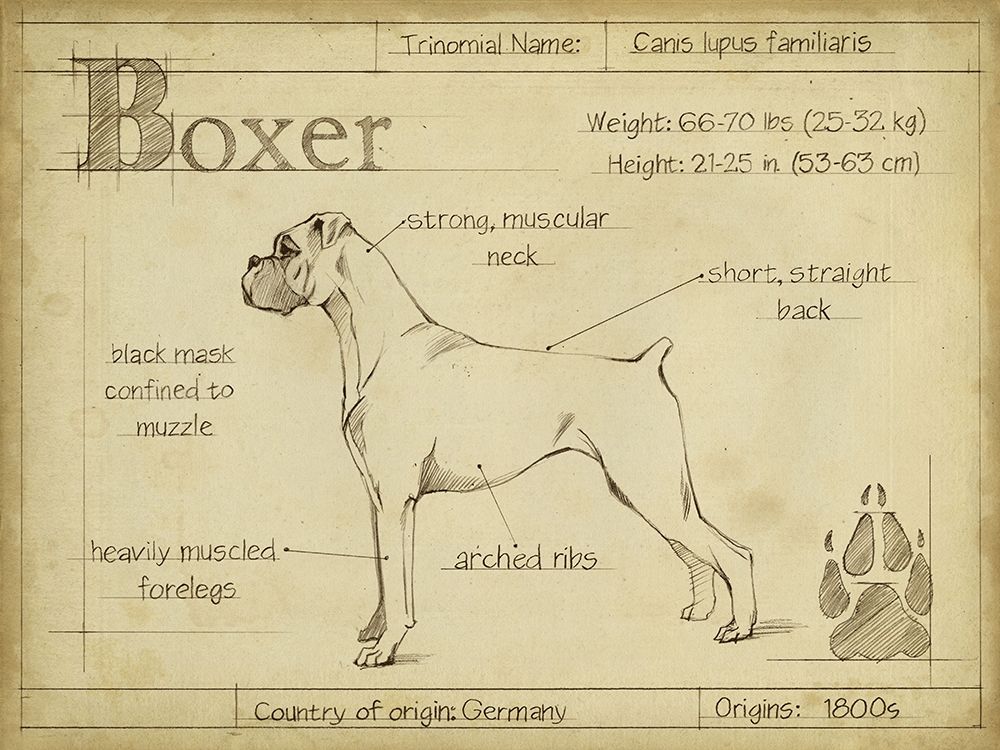 Antique Boxer (ASH)