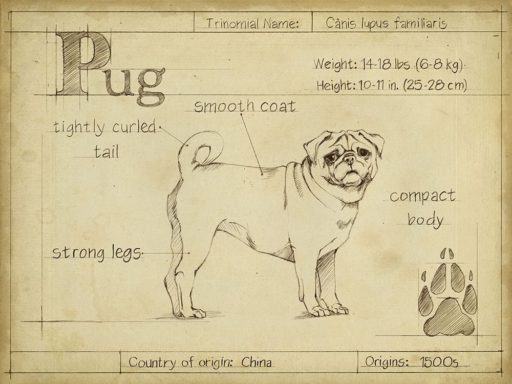 Antique Pug (ASH)