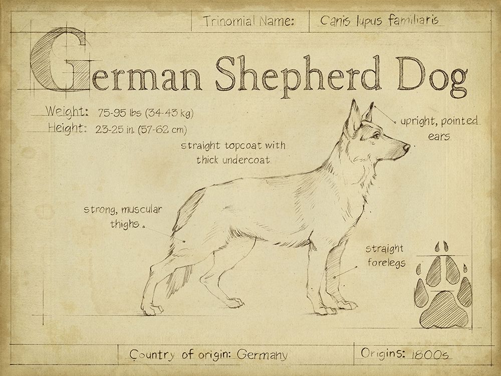 Antique German Shepherd (ASH)