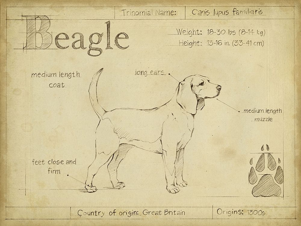 Antique Beagle (ASH)