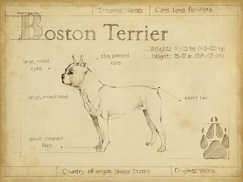 Antique Boston Terrier (ASH)