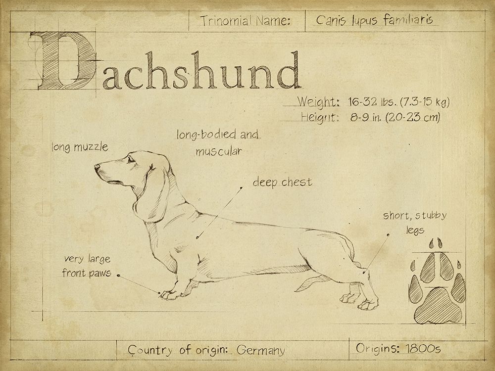 Antique Dachsund (ASH)