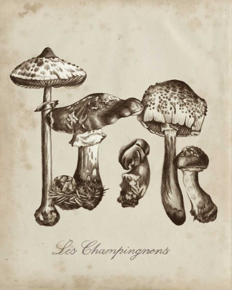 Les Champignons II