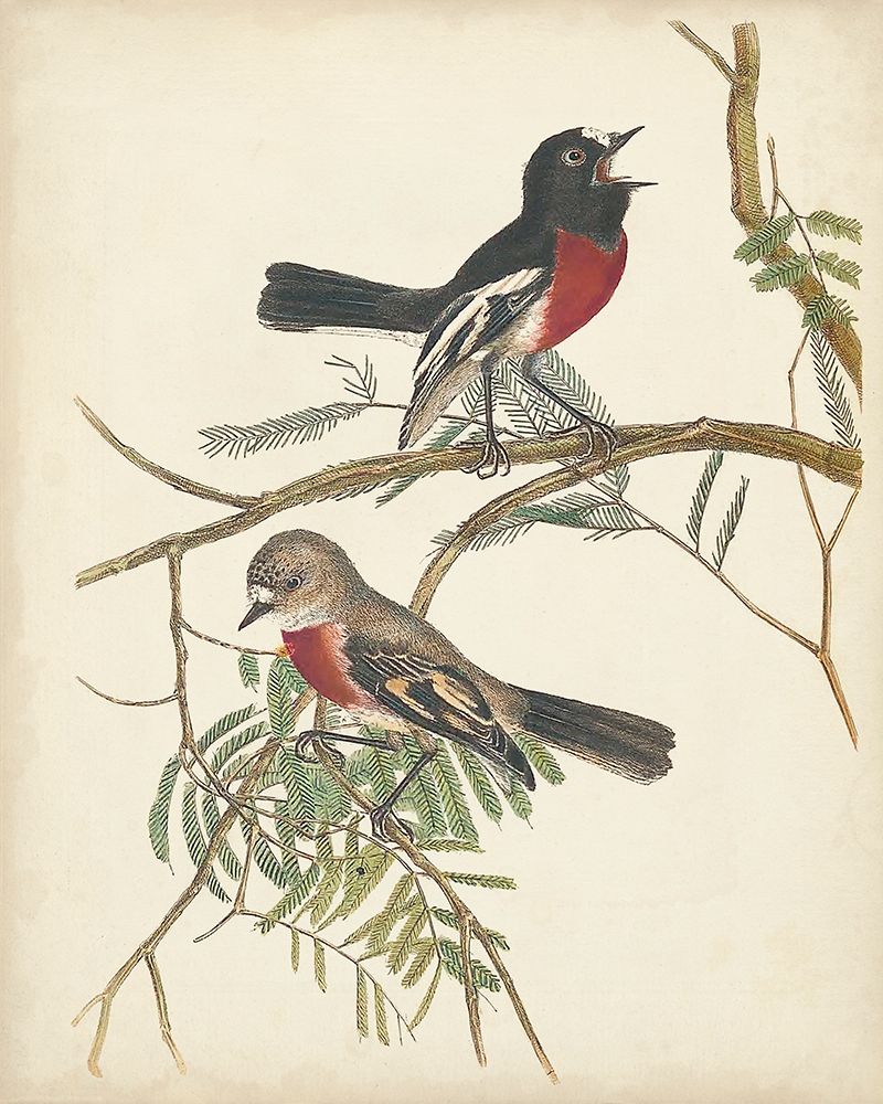 Graceful Birds IV