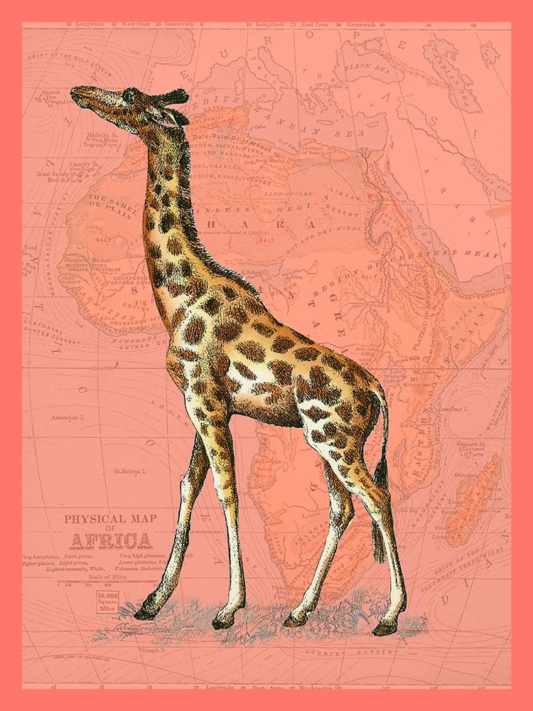 African Animals on Coral II