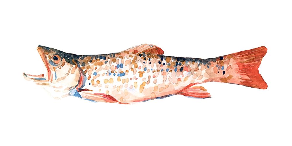 Freckled Trout I