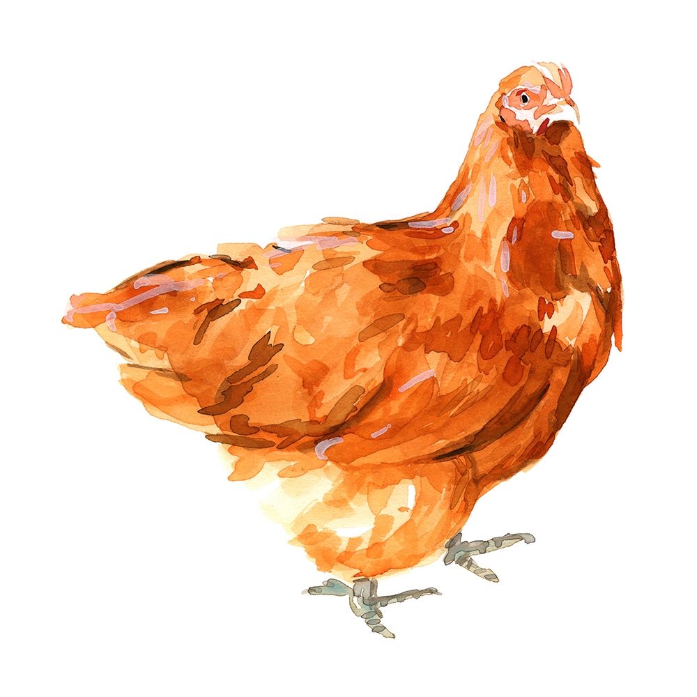Wild Chicken I