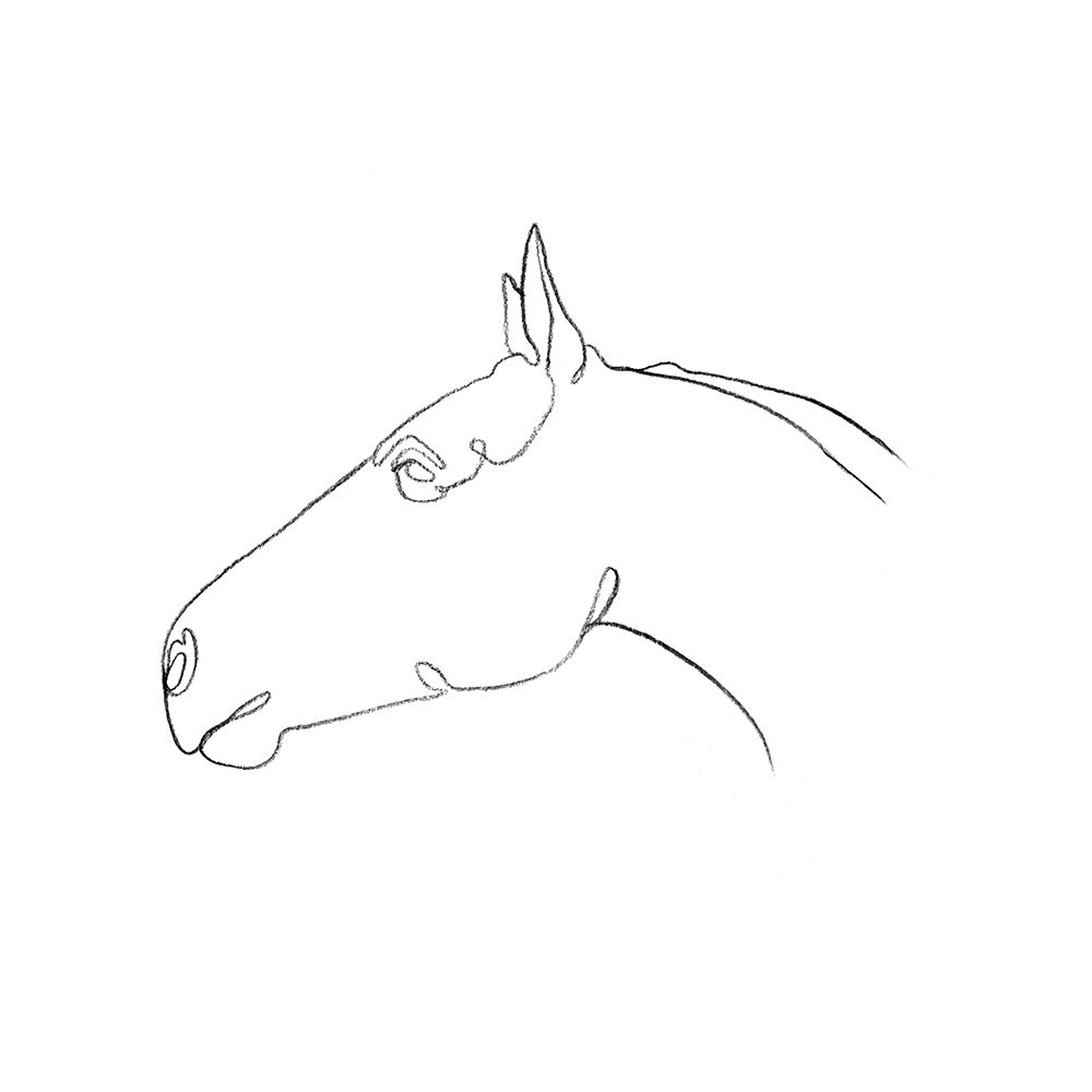 Equine Pencil Contour I