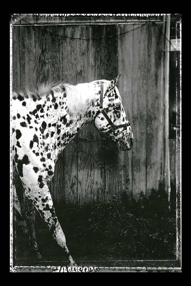 Equine Double Take I