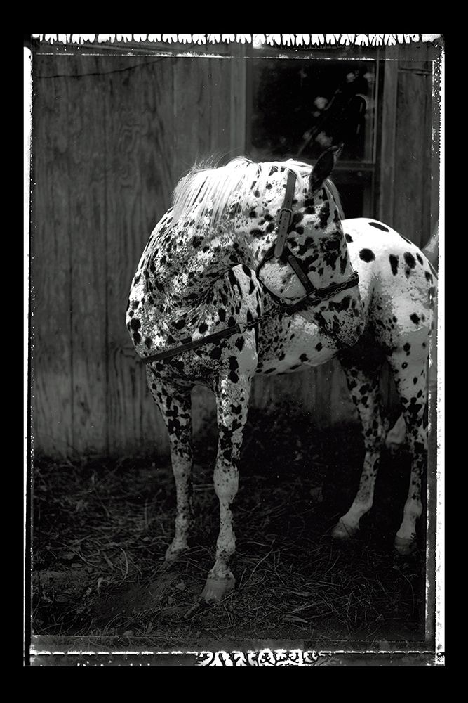 Equine Double Take II