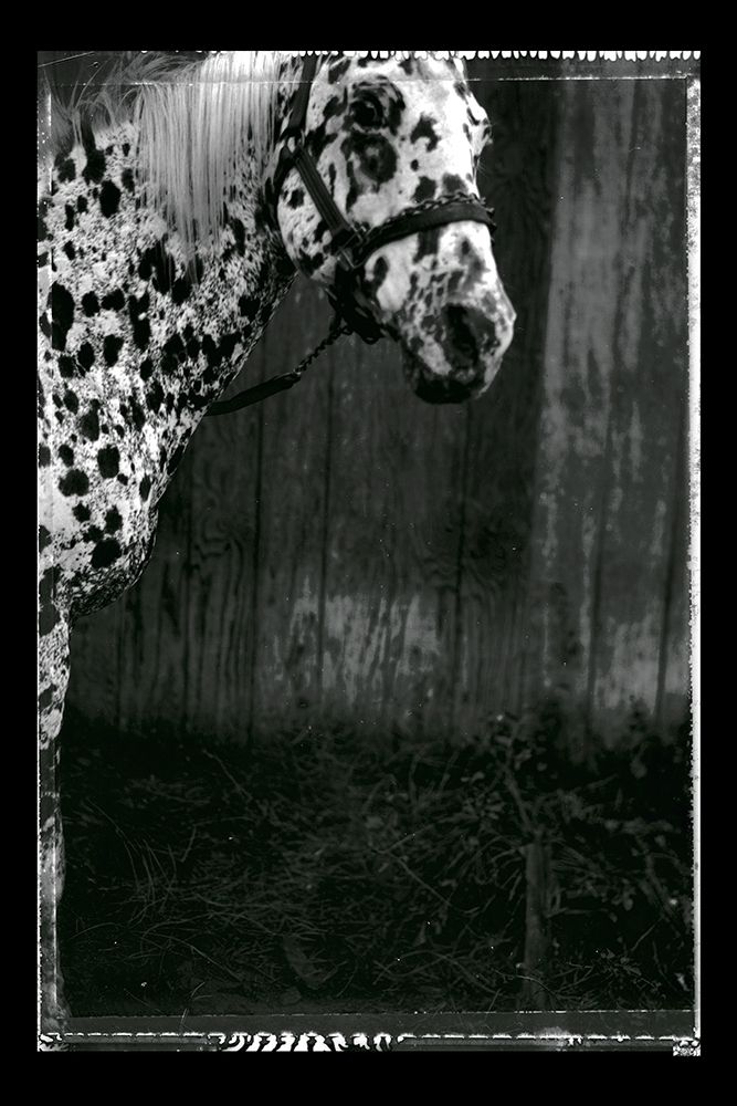 Equine Double Take III