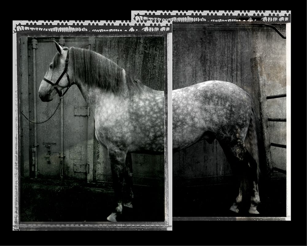 Equine Double Take IV