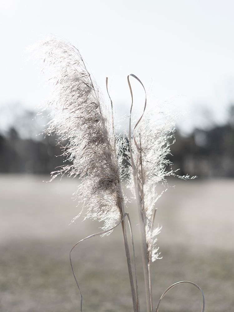 Ethereal Pampas I