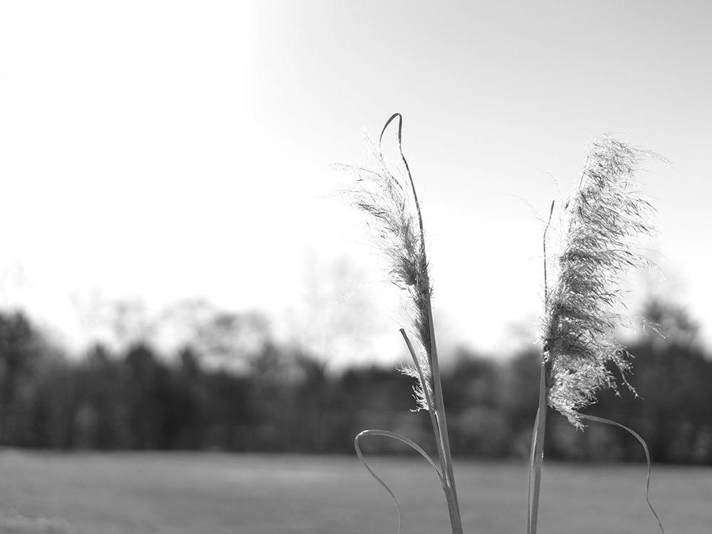 Ethereal Pampas VII