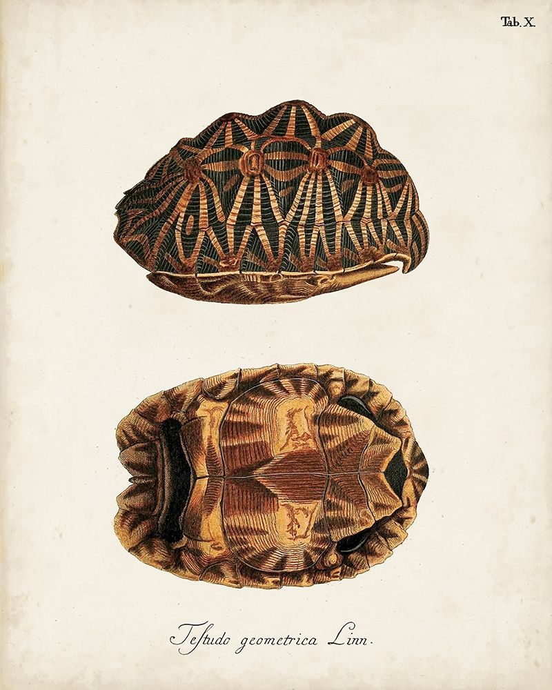 Antique Turtles and Shells I