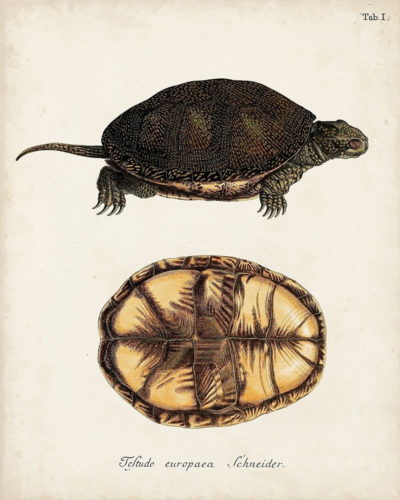 Antique Turtles and Shells II