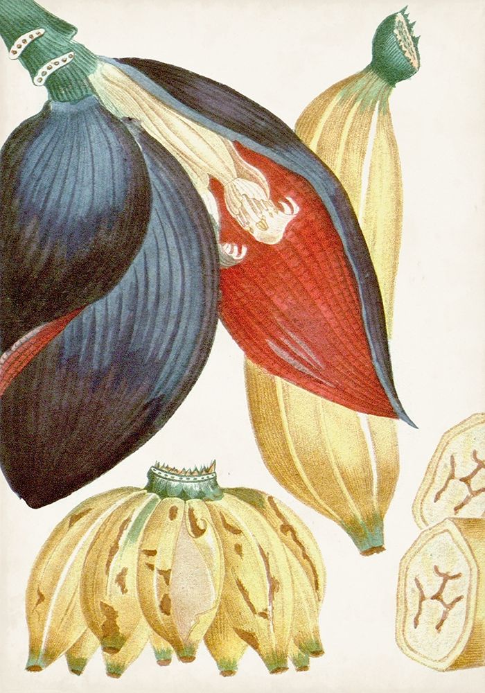 Turpin Tropical Fruit VII