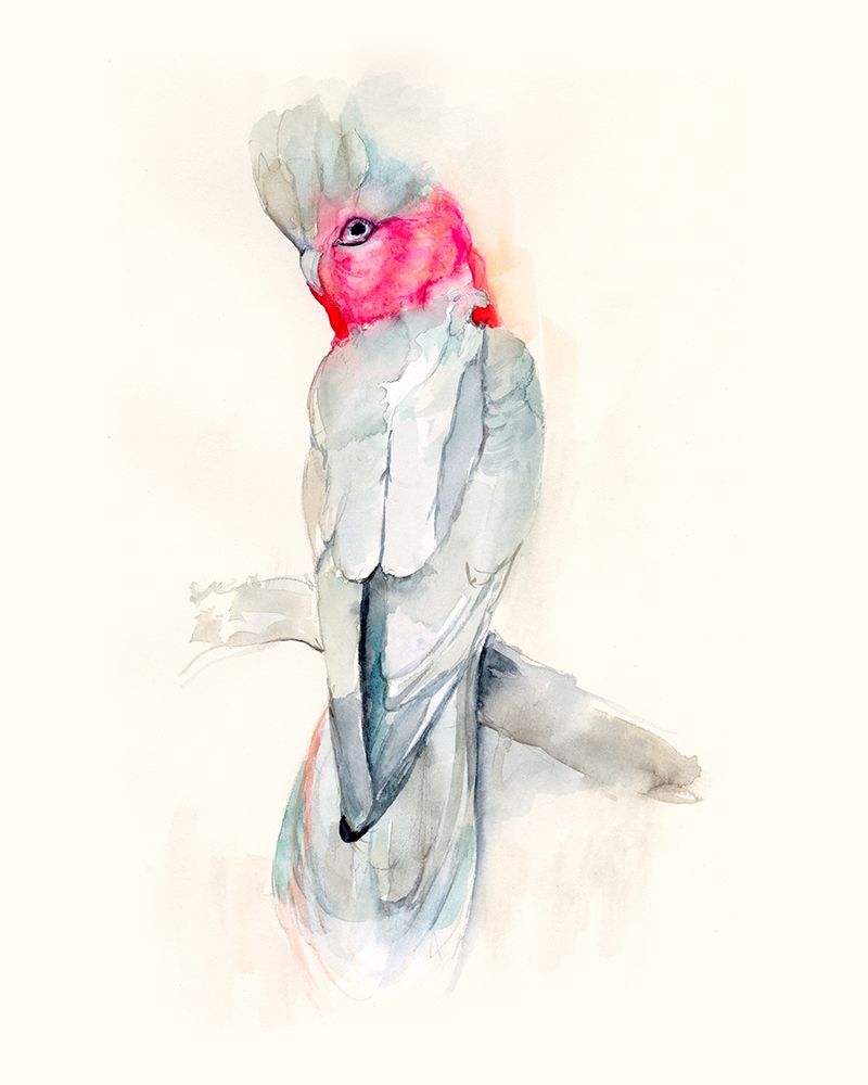 Opera Cockatoo II