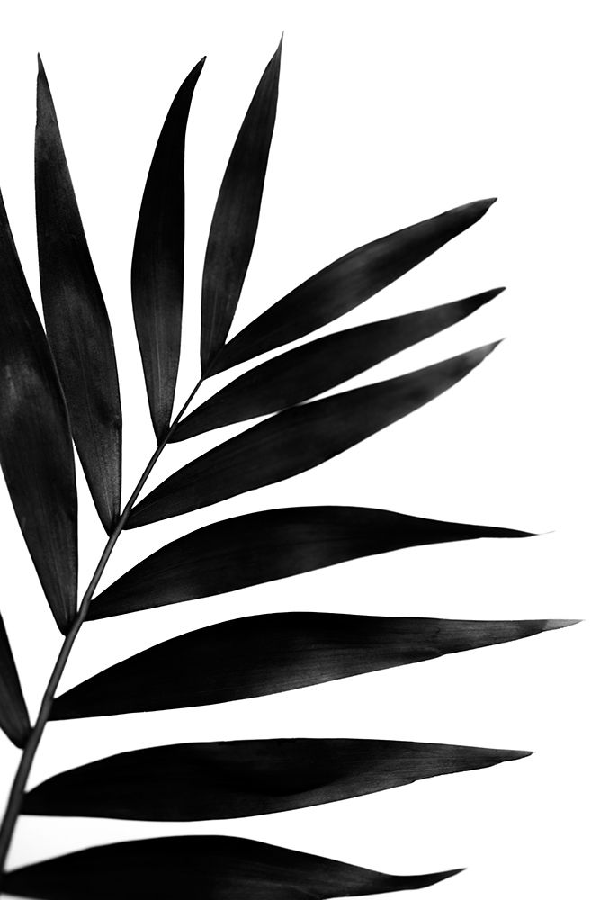 Black Palms I