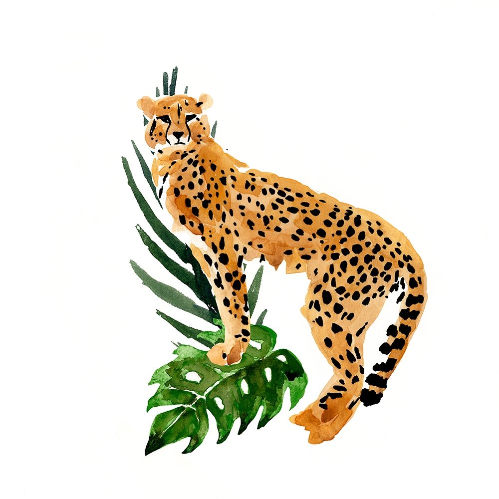 Cheetah Outlook II