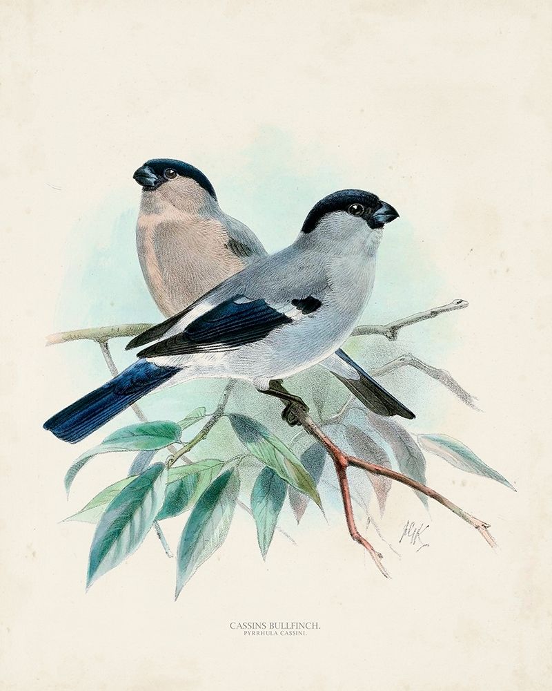 Antique Birds VIII